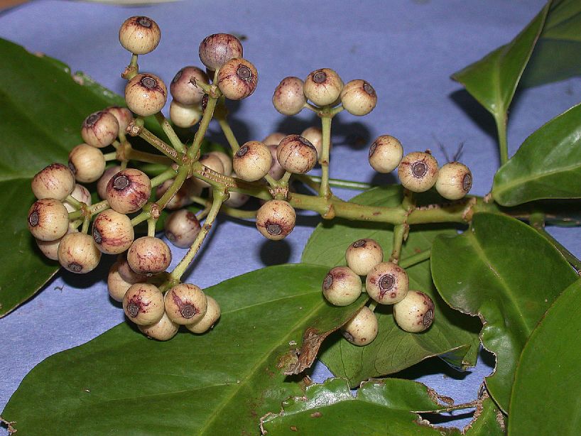 Araliaceae Dendropanax arboreus