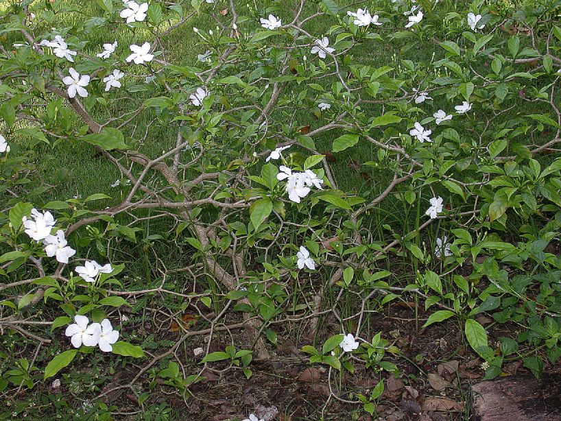 Apocynaceae Tabernaemontana divaricata
