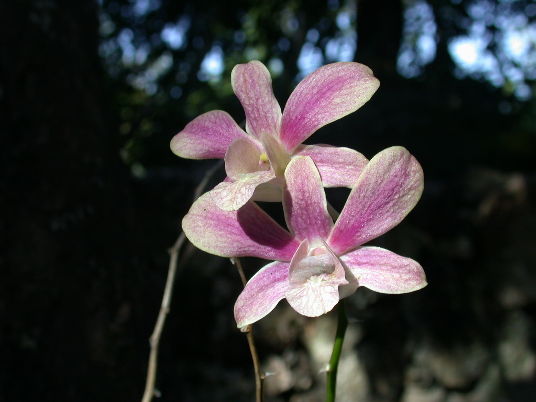 Orchidaceae  