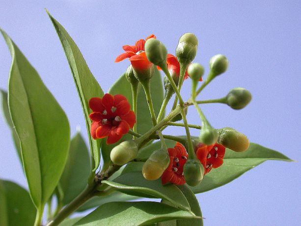 Primulaceae Jacquinia umbellata