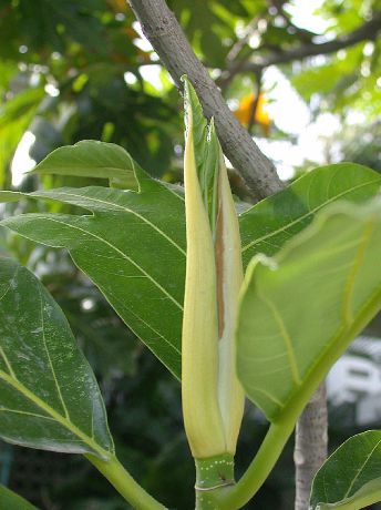 Moraceae Artocarpus altilis