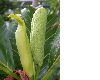 image of Artocarpus altilis