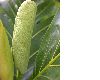 image of Artocarpus altilis