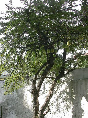 Bignoniaceae Crescentia cujete
