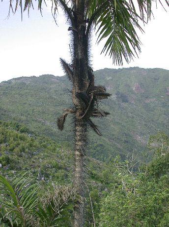 Arecaceae Bactris plumeriana