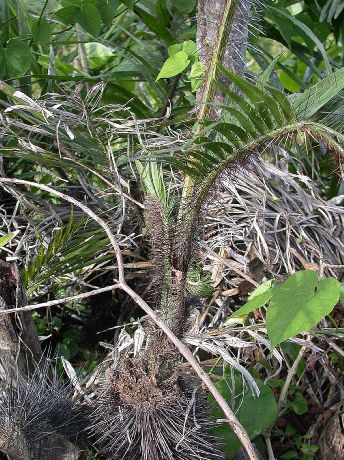 Arecaceae Bactris plumeriana