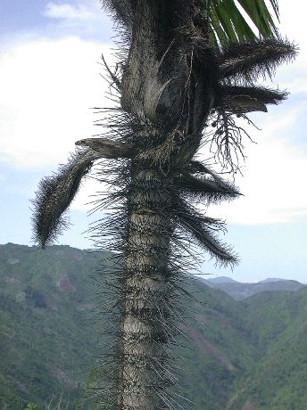 Arecaceae Bactris plumeriana