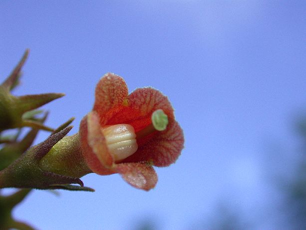 Gesneriaceae  