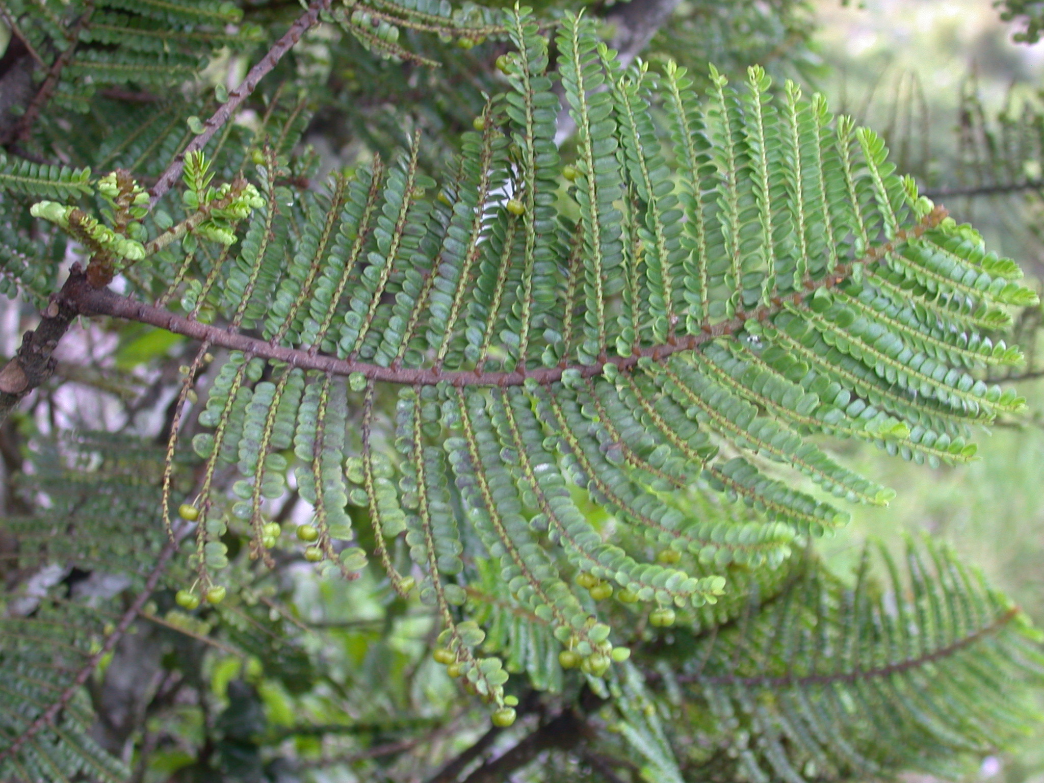 Phyllanthaceae Phyllanthus 