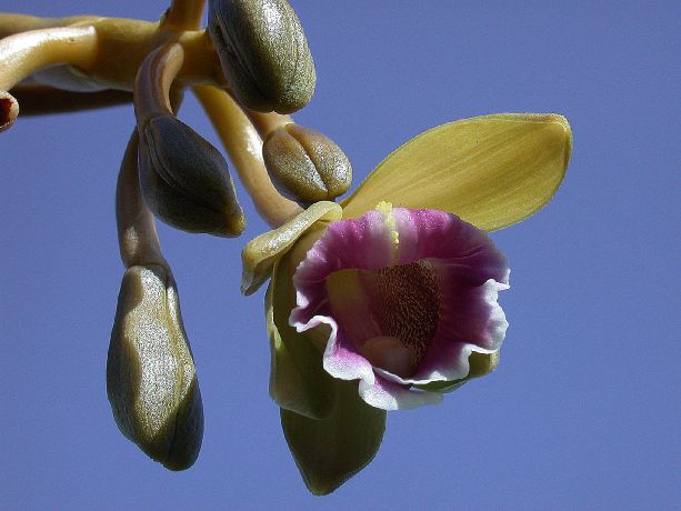Orchidaceae Vanilla 