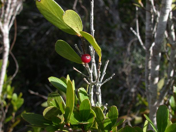Salicaceae Xylosma buxifolium