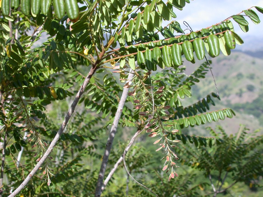 Picramniaceae Alvaradoa haitiensis