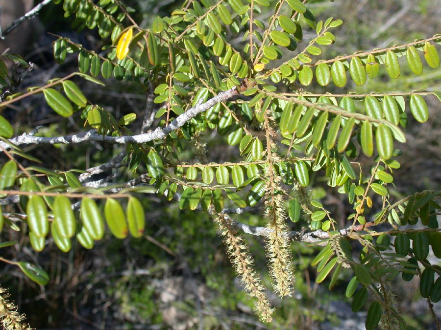 Picramniaceae Alvaradoa haitiensis