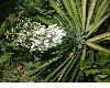 image of Yucca aloifolia
