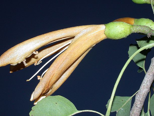 Bombacaceae Neobuchia paulinae
