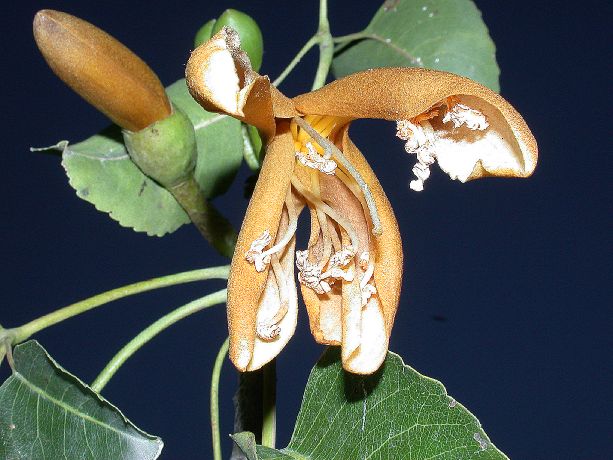 Bombacaceae Neobuchia paulinae