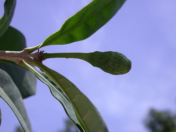 Bignoniaceae Amphitecna latifolia