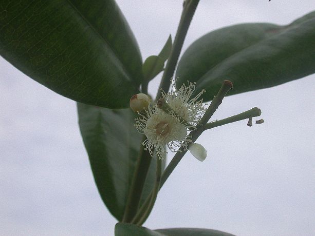 Myrtaceae Pimenta racemosa var grisea