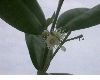 image of Pimenta racemosa var grisea