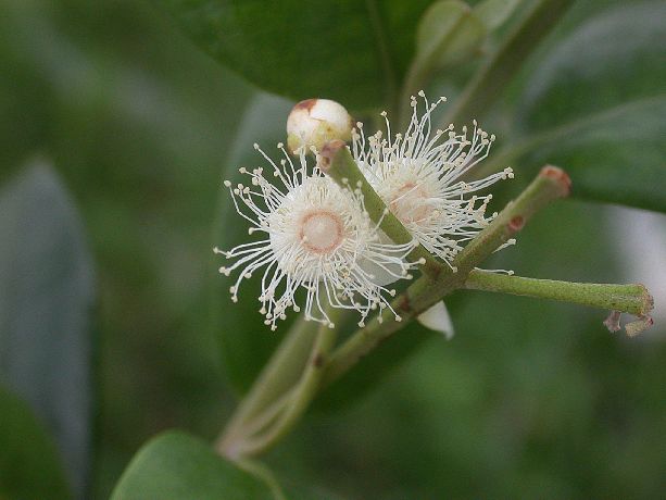 Myrtaceae Pimenta racemosa var grisea