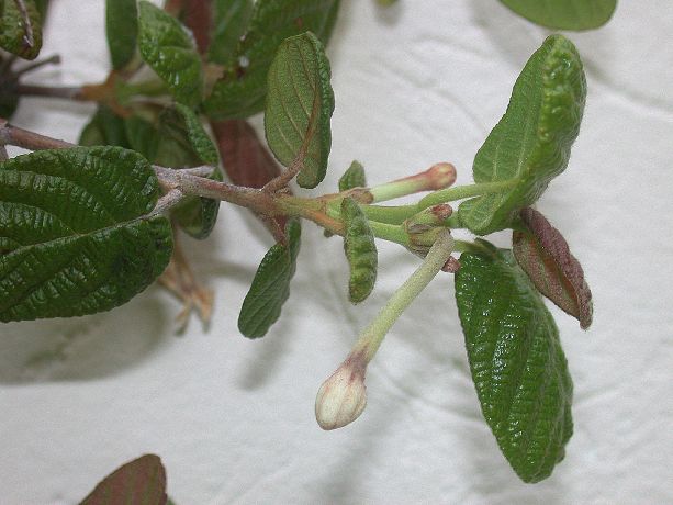 Rubiaceae Guettarda 