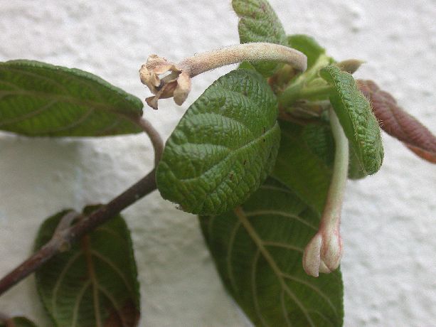 Rubiaceae Guettarda 
