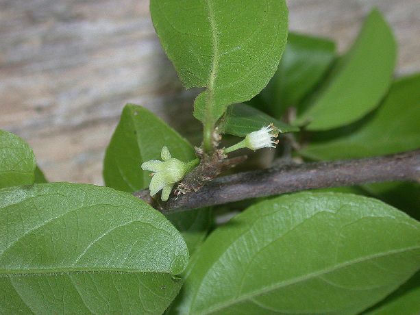 Salicaceae Casearia aculeata
