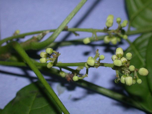 Meliaceae Trichilia hirta
