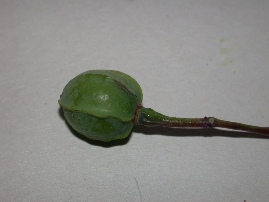 Euphorbiaceae Manihot esculenta