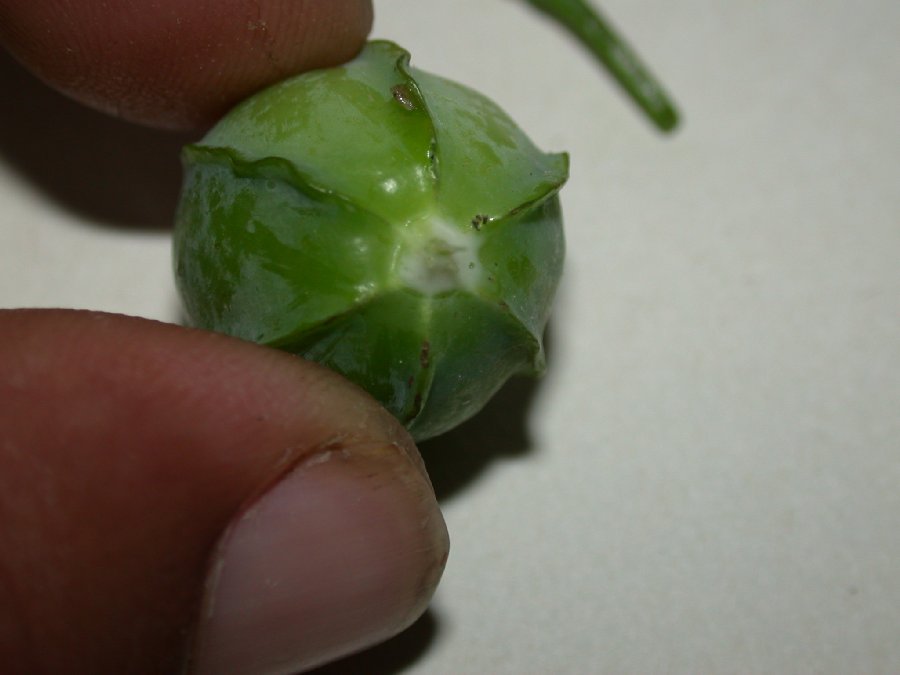 Euphorbiaceae Manihot esculenta