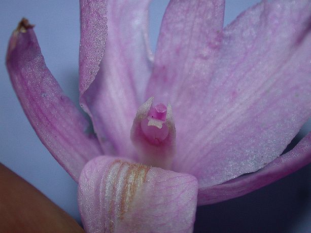 Orchidaceae Broughtonia domingensis