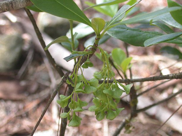 Rubiaceae Phyllomelia coronata