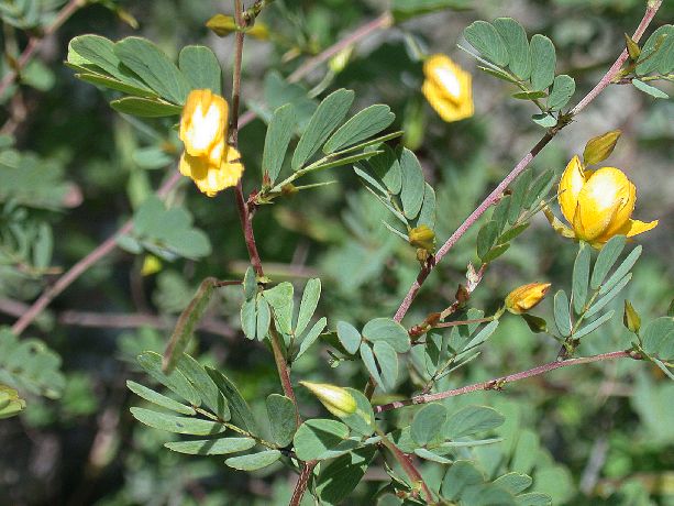 Fabaceae Cassia linearis