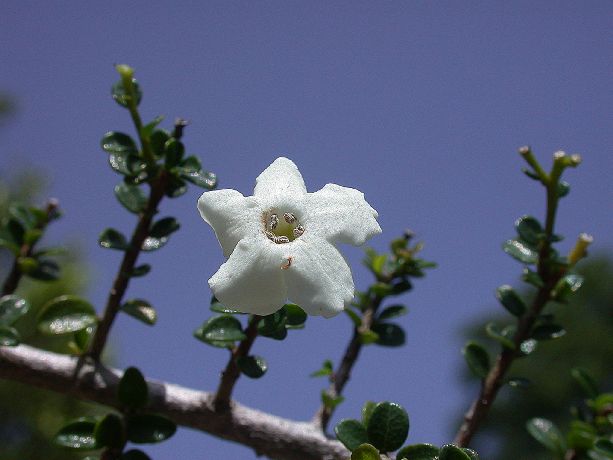Ehretiaceae Bourreria microphylla