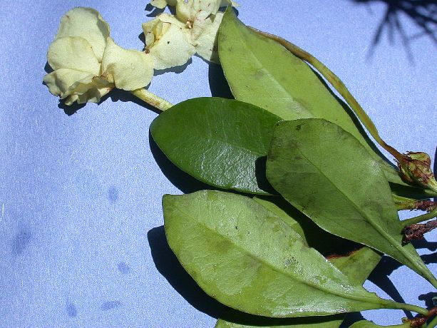 Solanaceae Brunfelsia nitida