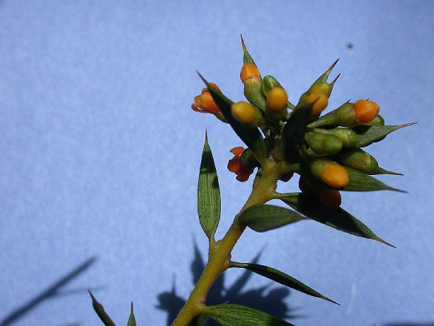 Primulaceae Jacquinia brunnescens