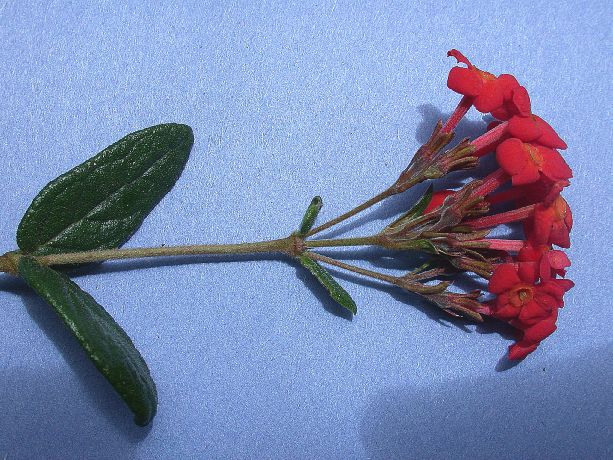 Rubiaceae Rondeletia odorata