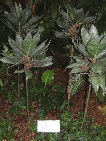 Arecaceae Chamaedorea 