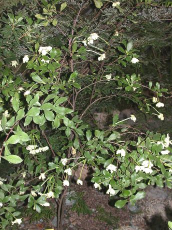 Solanaceae Brunfelsia nitida