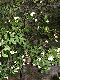image of Brunfelsia nitida