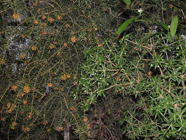 Primulaceae Jacquinia 