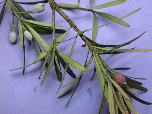 Podocarpaceae Podocarpus macrophyllus