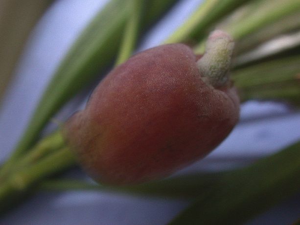 Podocarpaceae Podocarpus 