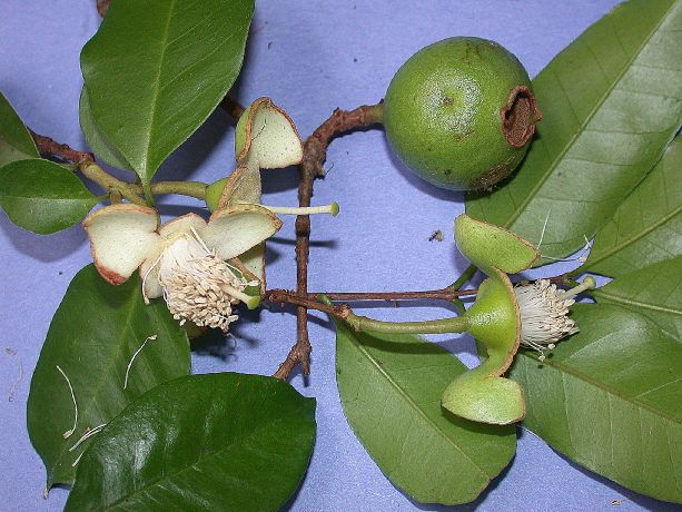 Myrtaceae Psidium 