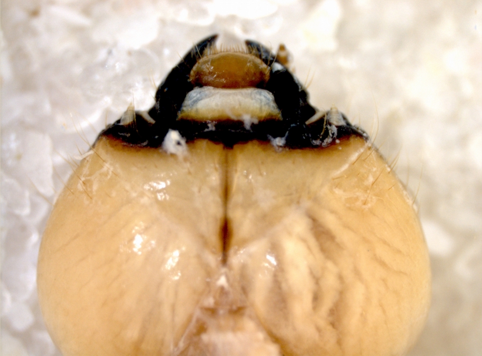 Cerambycidae Dascillus violaceum