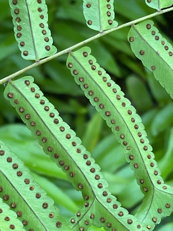 Nephrolepidaceae Nephrolepis falcata