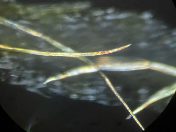 Marsileaceae Marsilea drummondii