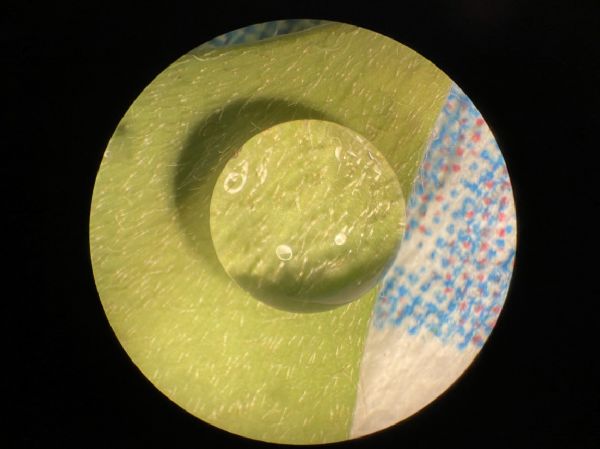 Marsileaceae Marsilea drummondii