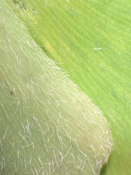 Marsileaceae Marsilea drummondii