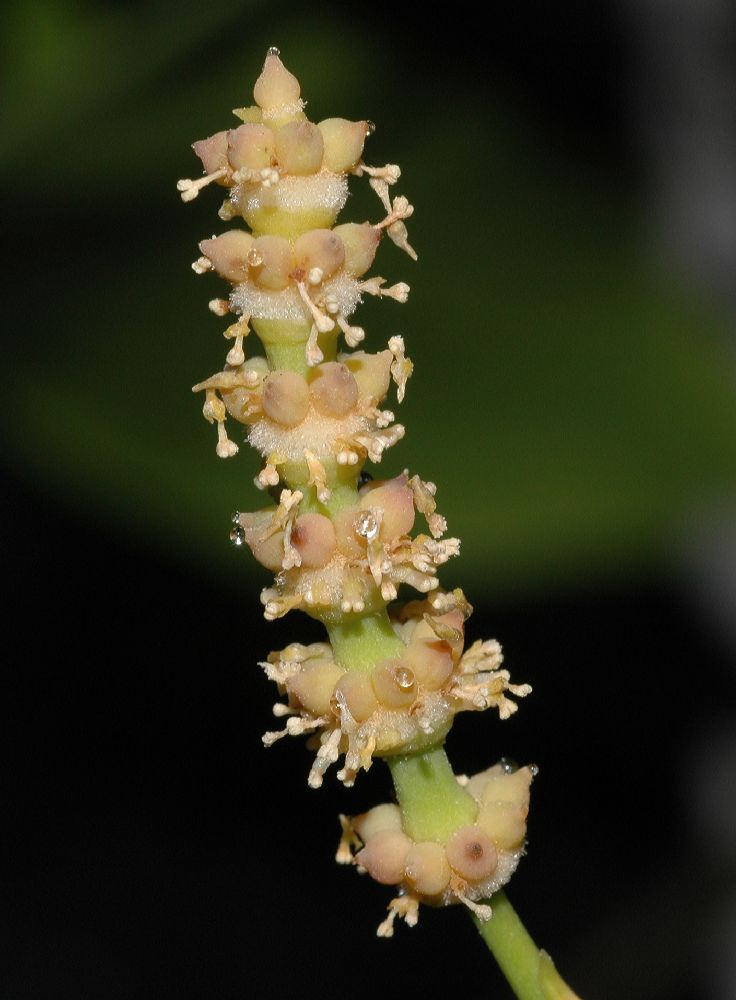 Gnetaceae Gnetum gnemon